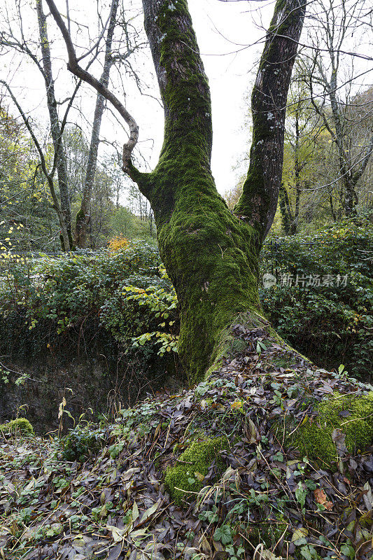 Irati forest，潘普洛纳，纳瓦拉，西班牙。